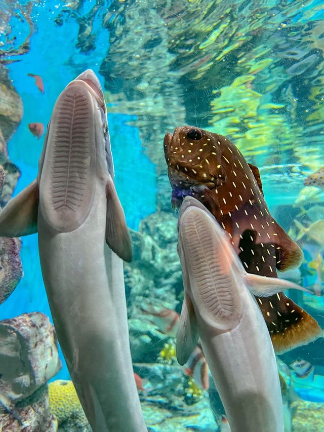 제주 비오는 날 데이트, 아쿠아 플라넷🦈