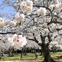 世界文化遺產 日本最美的三大庭園