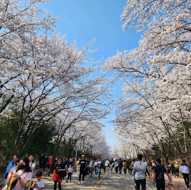 봄꽃이 아름답게 핀 인천대공원을 방문해보자