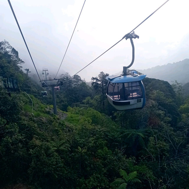 Viewing Natural Forest When Taking Skyway