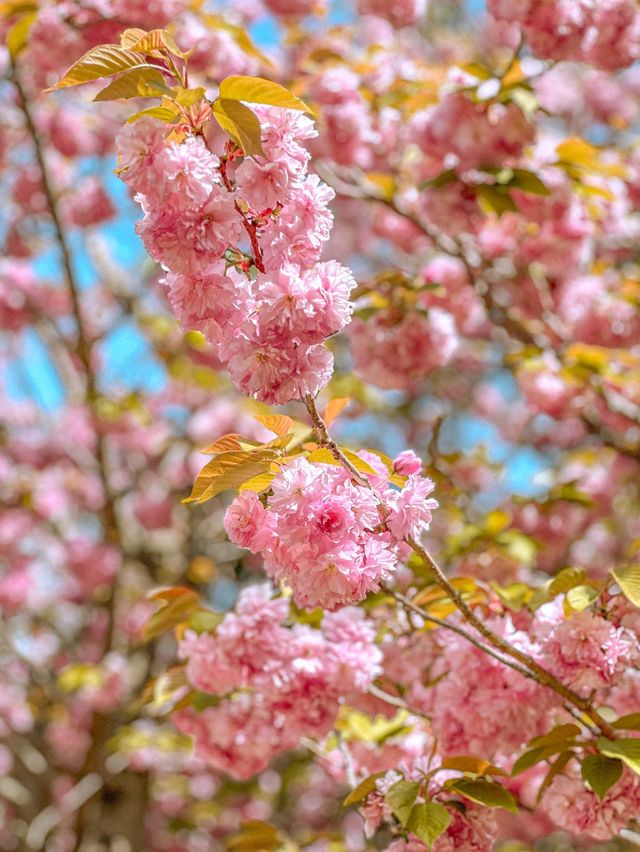 🌸부산 No.1 겹벚꽃 명소🌸
