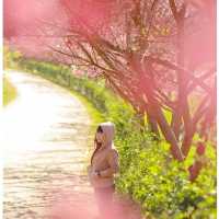 ดอกพญาเสือโคร่ง  ดอยอ่างขาง🌸🍃