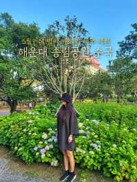 부산 해운대 송림공원에 핀 5월의 수국💐🌳