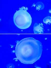 【桃園】X-PARK 水族館：沉浸式體驗海洋世界