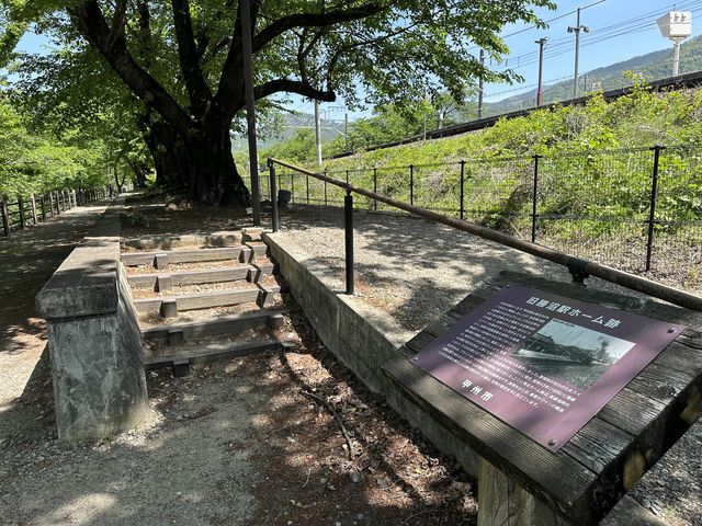 山梨・勝沼。『甚六桜』と『旧勝沼駅 ホーム跡』