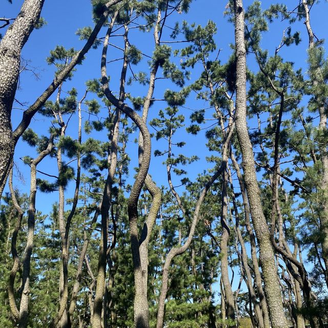 신라를 찾아서! 가을의 대릉원 산책🍂
