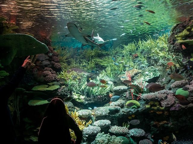 New York Aquarium 🦭✨