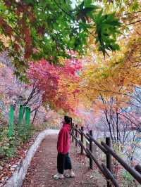 알록달록 붉은 단풍이 아름다운 태백 가을여행🍁