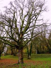 Explore autumn in Belfast , UK