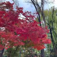 Ginko Tree at Sungkyunkwan Seoul