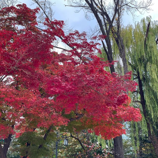 Ginko Tree at Sungkyunkwan Seoul