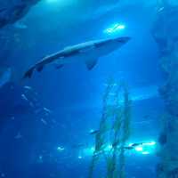 🦈🐠롯데월드몰 아쿠아리움에서 물고기 먹이주기🐬🐳