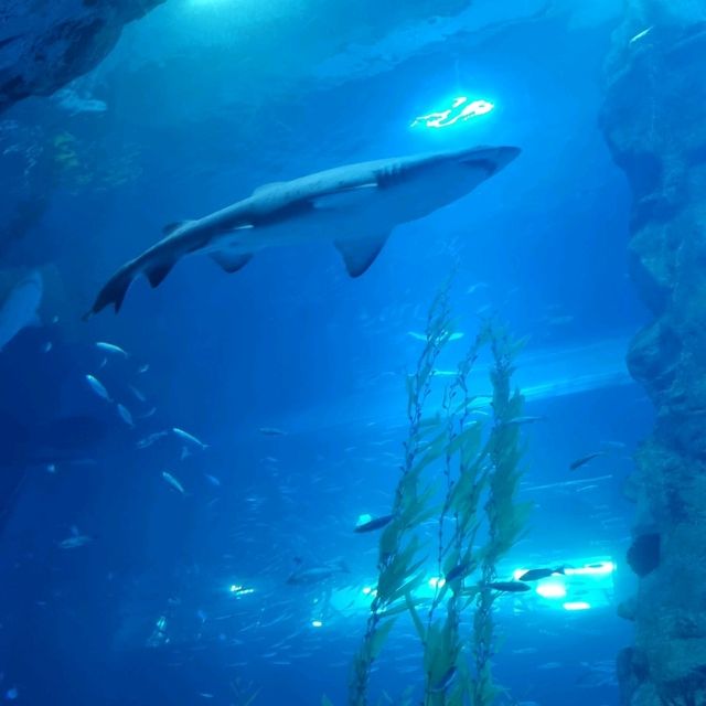 🦈🐠롯데월드몰 아쿠아리움에서 물고기 먹이주기🐬🐳