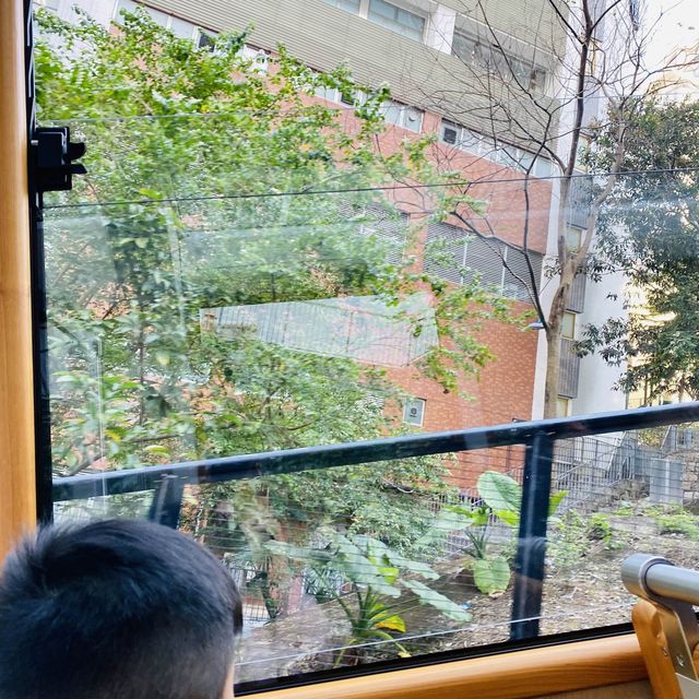 穿越石屎森林上山頂👀賞日落🌞