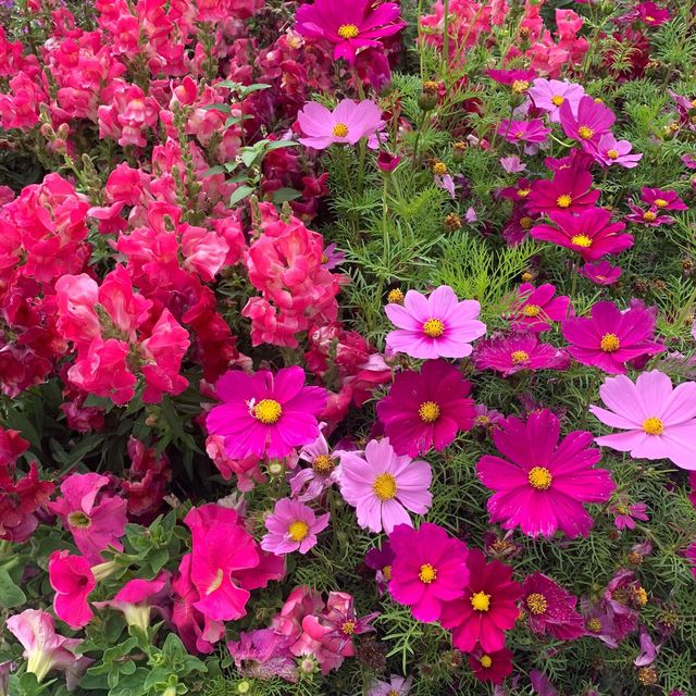 打卡位處處的花展🌺🌺🌺 打卡位處處的花展🌺🌺🌺