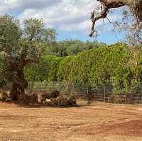 Zoo Safari in Fasano, beautiful experience 