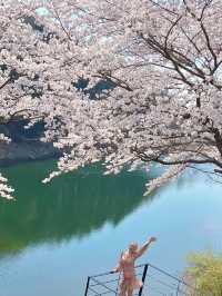 인정할 수 밖에 없는 용인 벚꽃뷰 카페 🌸