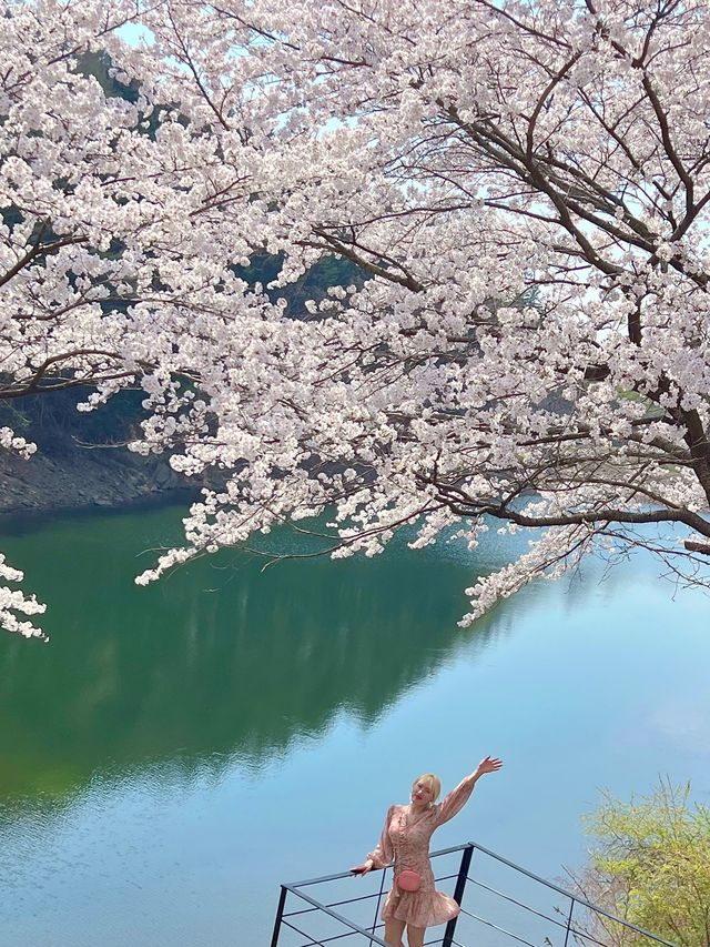 인정할 수 밖에 없는 용인 벚꽃뷰 카페 🌸