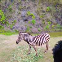 Cebu Safari and Adventure Park🏞️