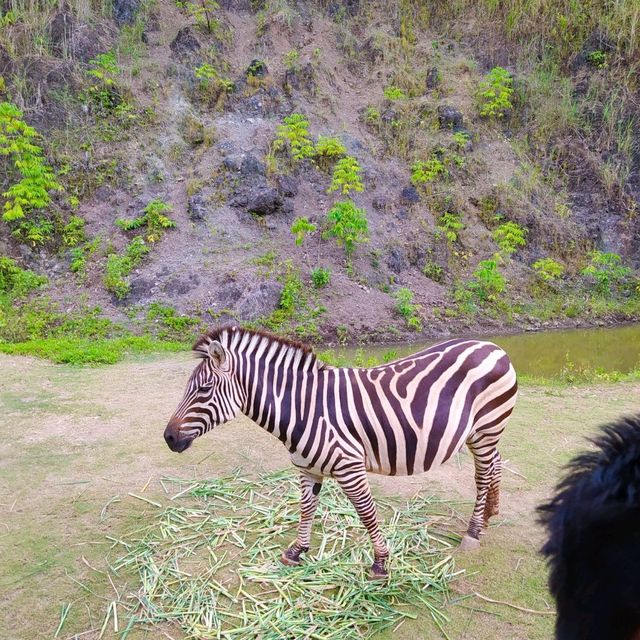 Cebu Safari and Adventure Park🏞️