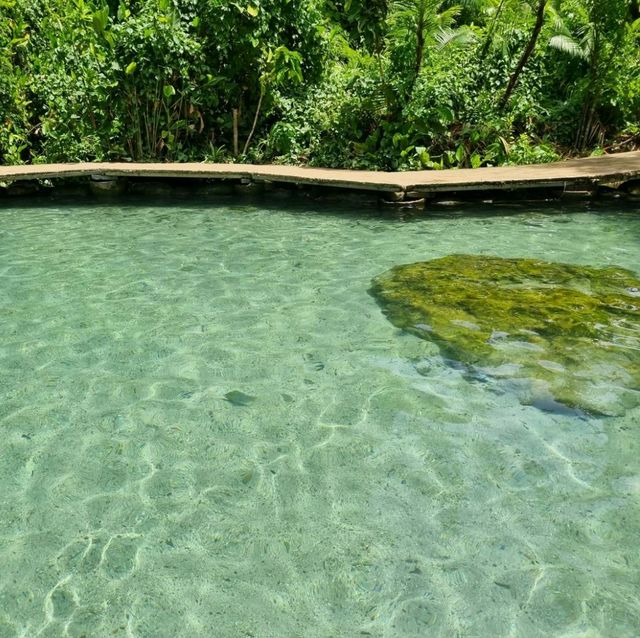 ป่าต้นน้ำบ้านน้ำราด 🌿