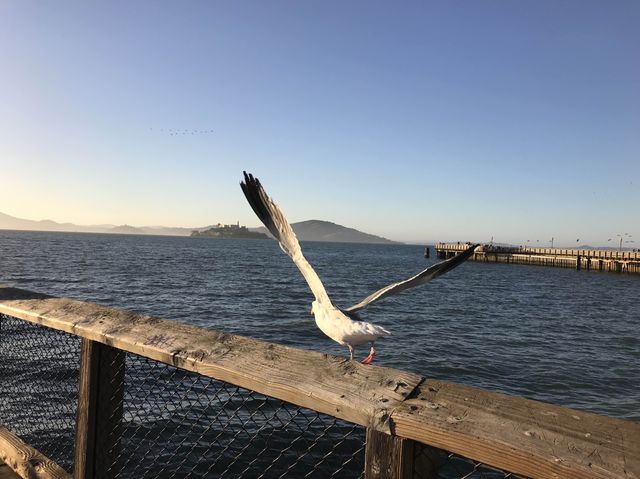 Pier 39: Where the Magic of San Francisco Unf