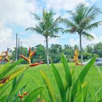 The Tropical Ants