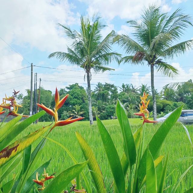 The Tropical Ants