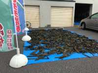 北海道　北海道観光　利尻島の絶対外せない観光スポット 仙法志御崎公園でアザラシに会ってきた！