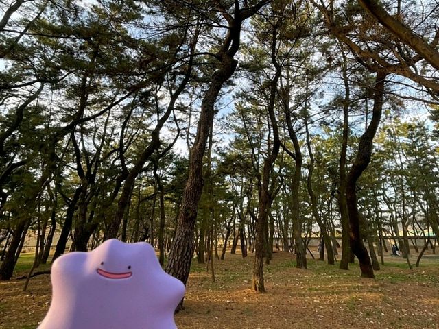 메타몽과 함께한 경주 여행