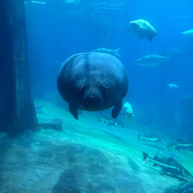 Is that me? Oh no it’s a manateeeeee!