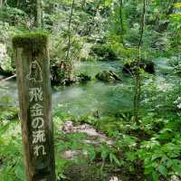 Trekking thru Oirase Stream to Lake Towada