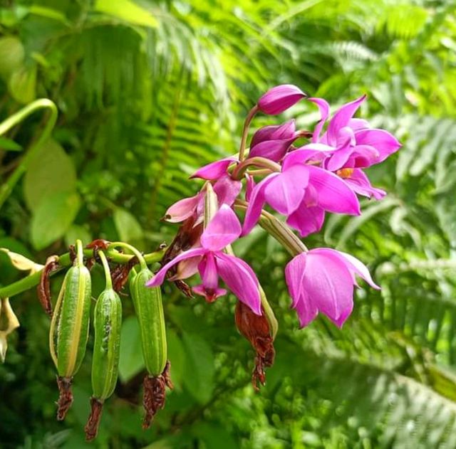 Singapore National Orchid Garden @ Botanics