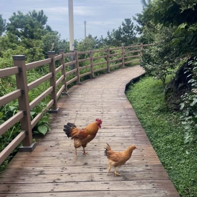 제주 산착하기 좋은 무지개 해안도로와 도두봉 키세스존 💛