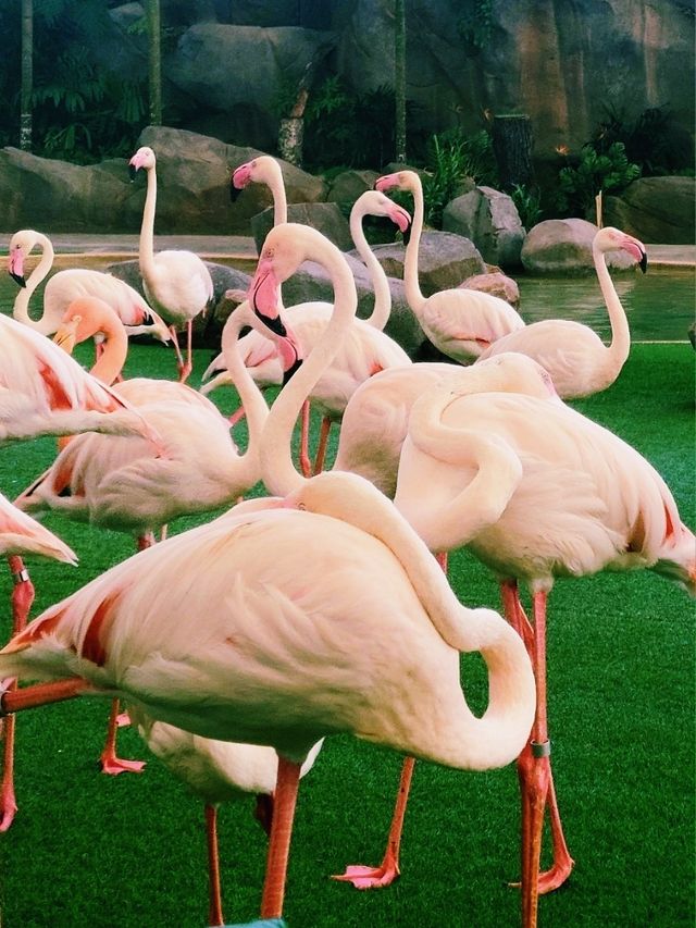 Mandai's Feathered Sanctuary - Bird Paradise