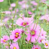 Sea of Flowers in Xinshe