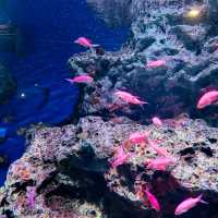 【テクノロジーが溢れる水族館】マクセル アクアパーク品川