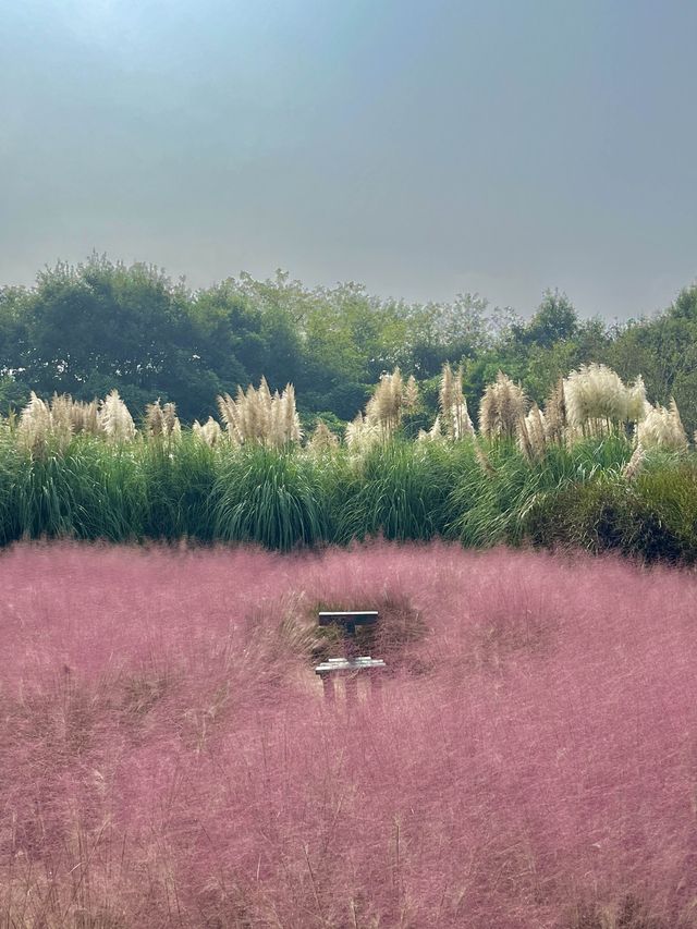 사람없는 서울 근교 핑크뮬리 청산수목원💓