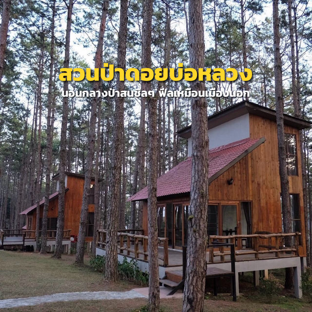 สวนป่าดอยบ่อหลวง จ.เชียงใหม่ 🌲