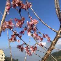 梅山樟樹湖賞櫻一日遊