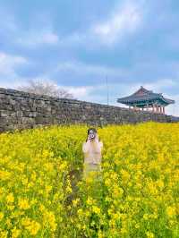 슬슬 들려오는 제주유채꽃 만개 소식🌼 직접 다녀온 제주유채꽃 스팟 공유💛