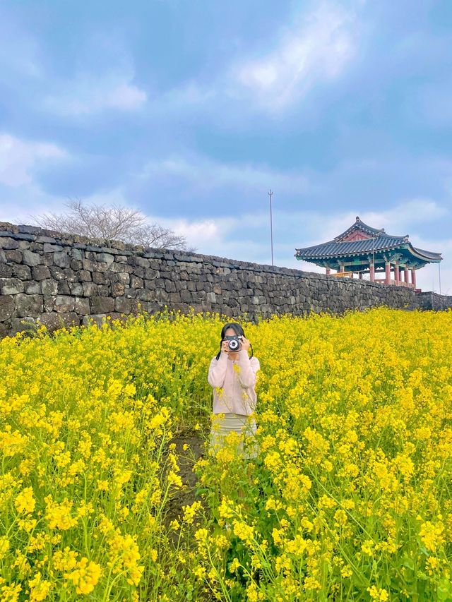 슬슬 들려오는 제주유채꽃 만개 소식🌼 직접 다녀온 제주유채꽃 스팟 공유💛