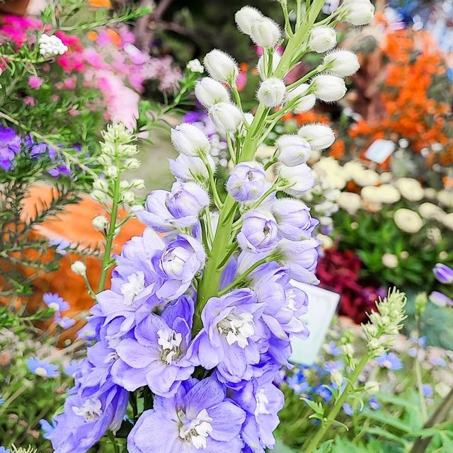 疫情後的花展