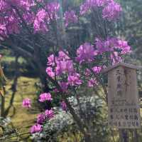 花花世界～天龍寺～熱門景點