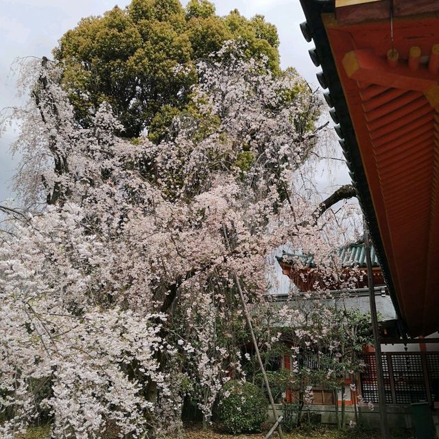  京都平安神宮八重紅枝垂櫻2023年4月6日