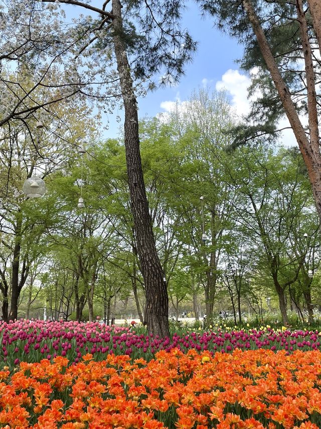 서울숲 튤립축제🌷 지금이 절정!💕