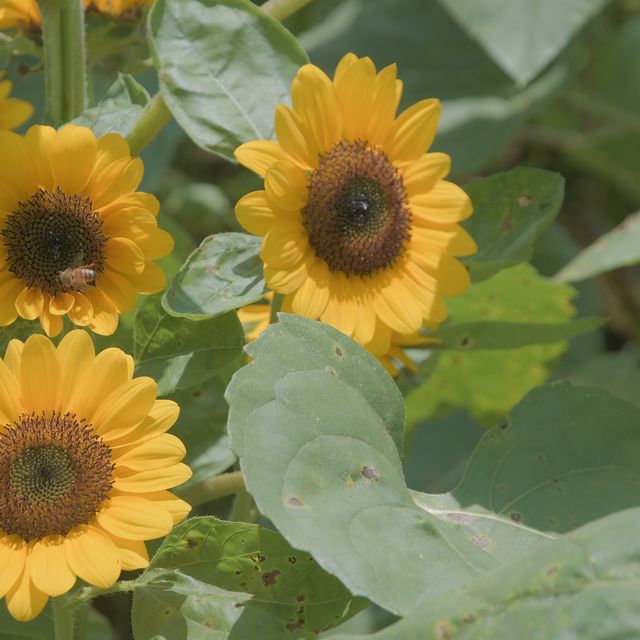 夏にオススメ佐倉ふるさと広場「ひまわりフェスタ」