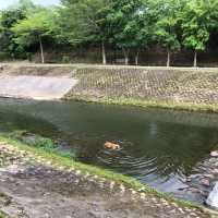 牛欄河步道 🐕 在關西