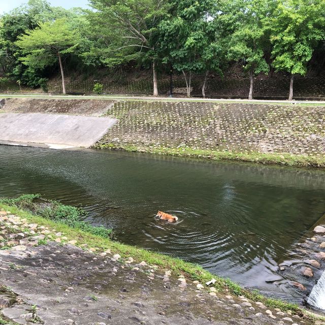 牛欄河步道 🐕 在關西