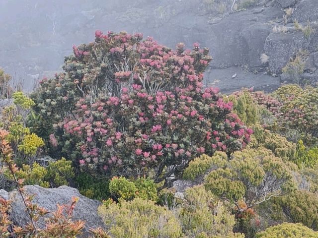 ⛰️ Mount Kinabalu Adventures: Part 1